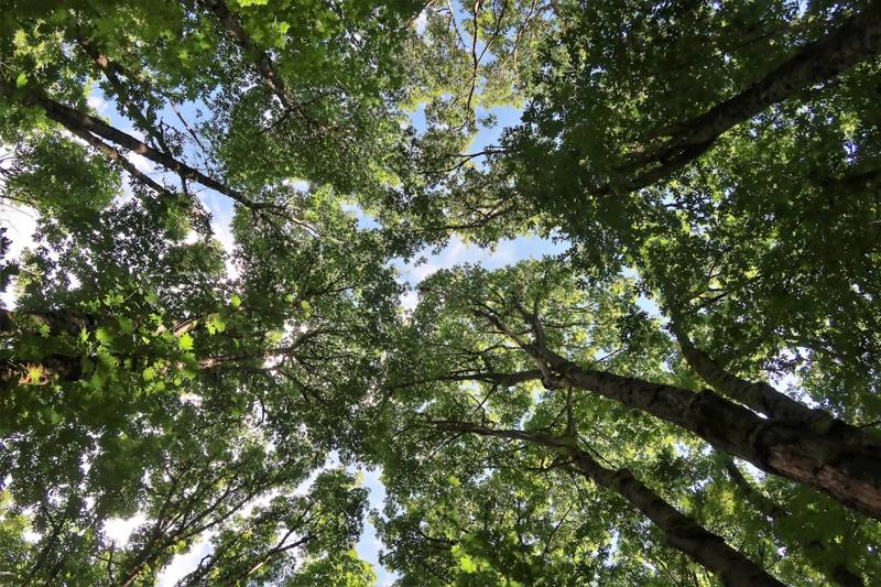 A summer hardwood canopy seen from directly below.
