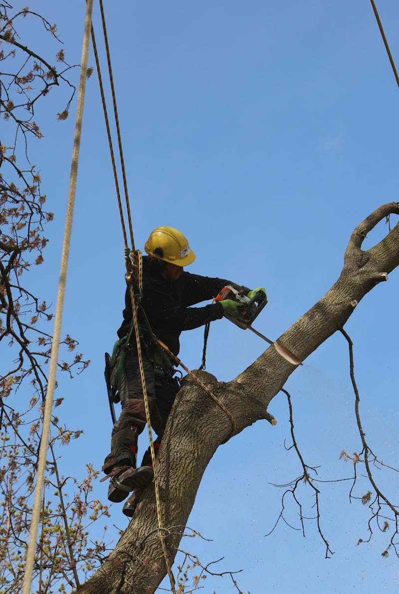 A climber in a yellow helmet cutting a limb against a clear sky.