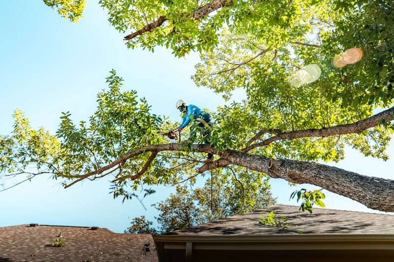 A climber with a chainsaw walking a long limb above a rooftop, backlit foliage.