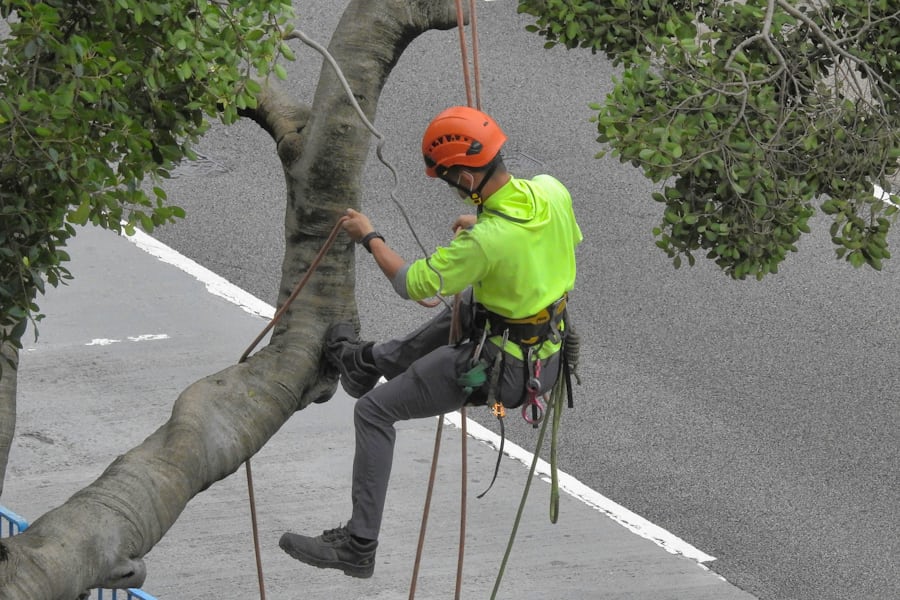 An arborist in an orange helmet working a leaning tree on ropes.