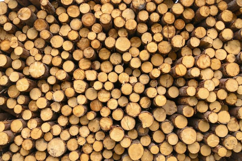 A stack of cut logs seen end-on.